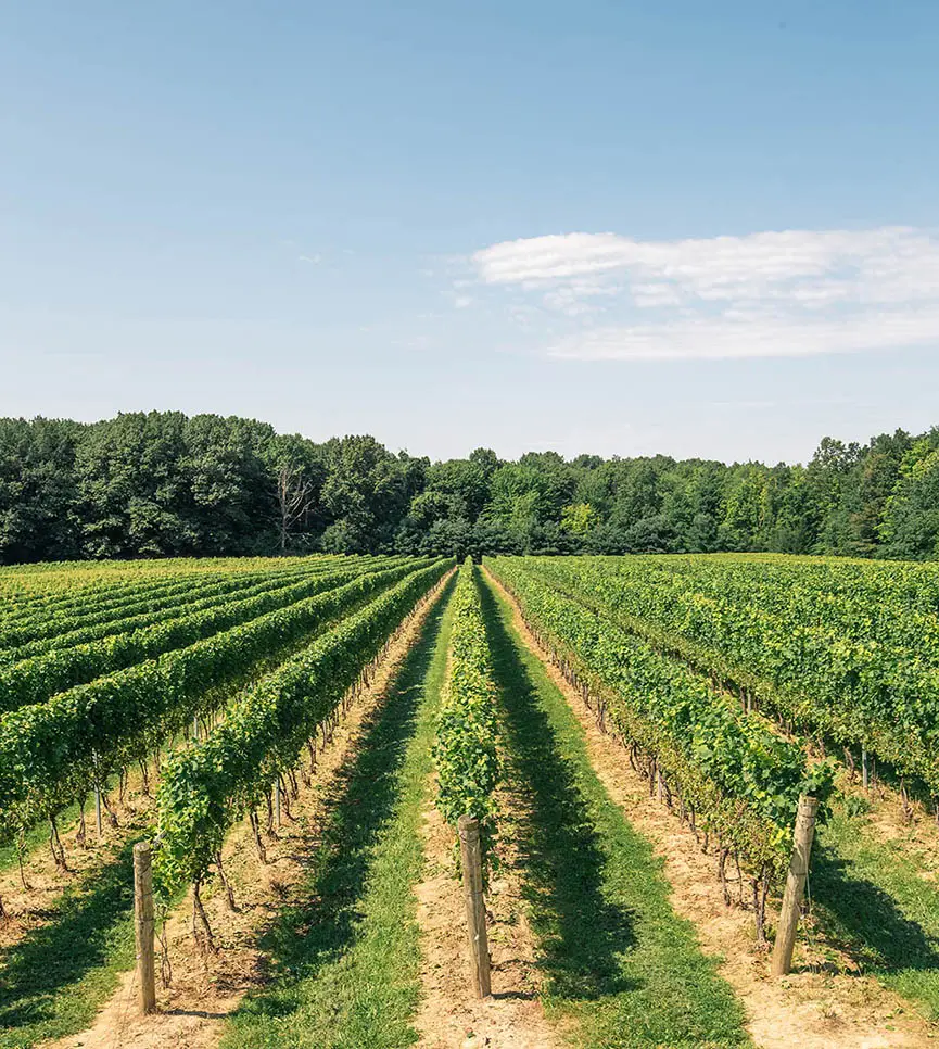 Vineyards