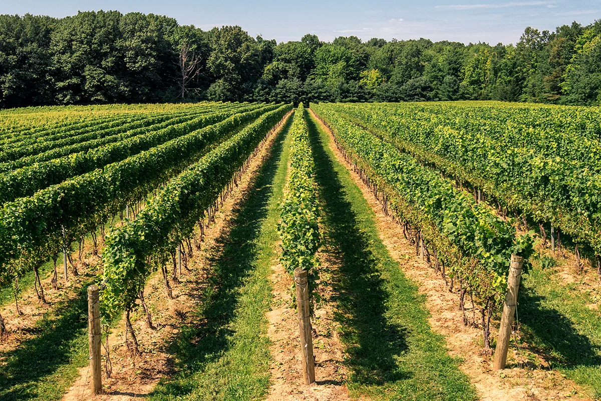 Monarch Meadow Vineyard